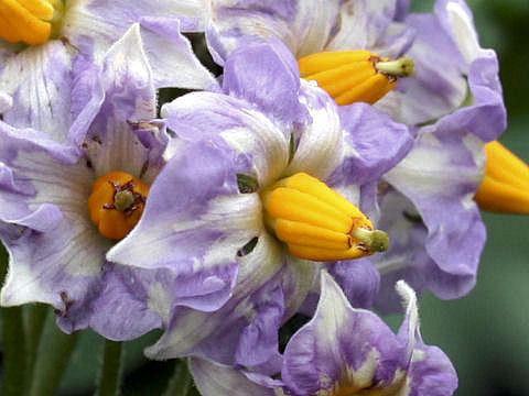 Solanum tuberosum