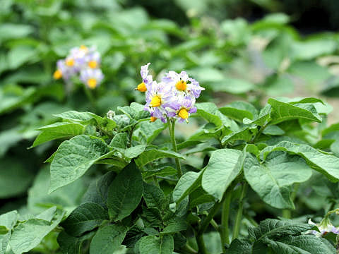 Solanum tuberosum