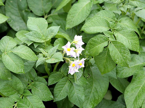 Solanum tuberosum