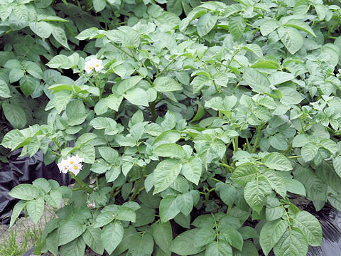 Solanum tuberosum