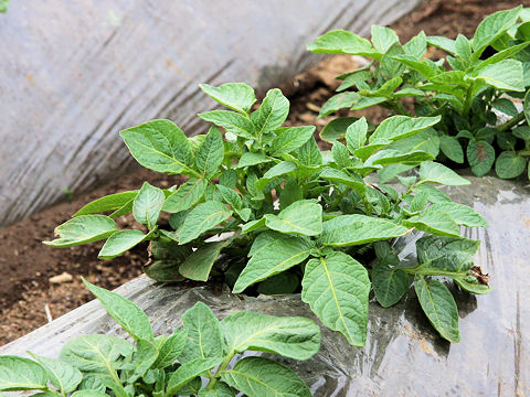 Solanum tuberosum