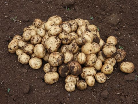 Solanum tuberosum