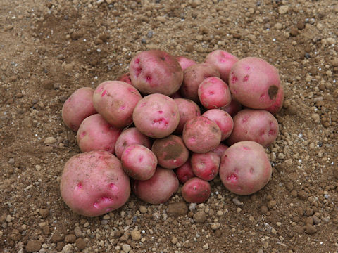 Solanum tuberosum