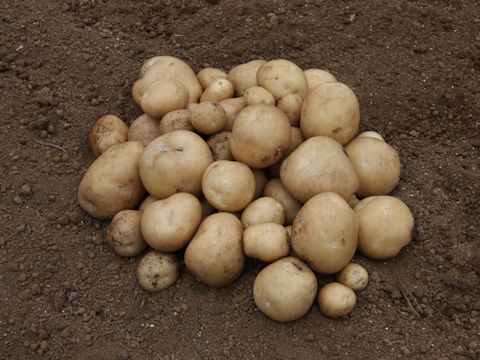 Solanum tuberosum