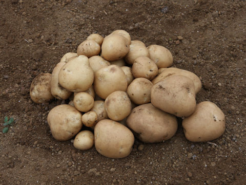 Solanum tuberosum