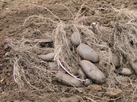 Solanum tuberosum