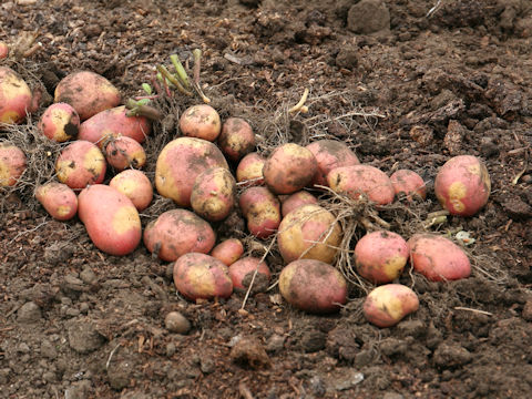 Solanum tuberosum