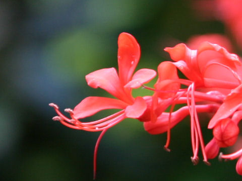 Clerodendrum speciosissimum