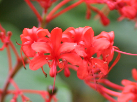 Clerodendrum speciosissimum