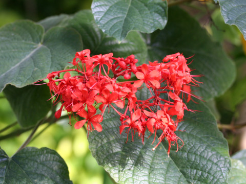 Clerodendrum speciosissimum