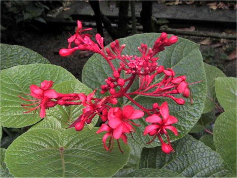 Clerodendrum speciosissimum