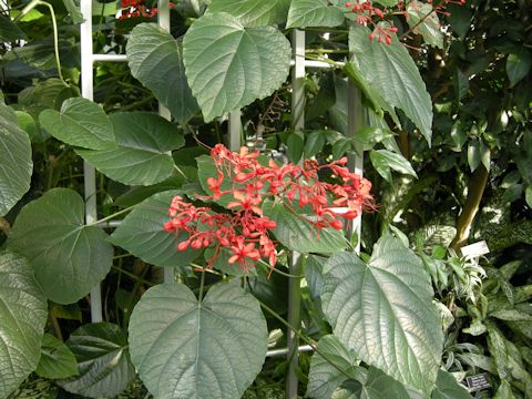 Clerodendrum speciosissimum