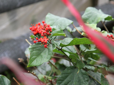 Clerodendrum speciosissimum