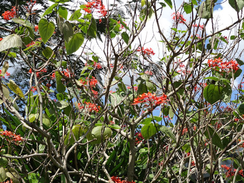 Clerodendrum speciosissimum