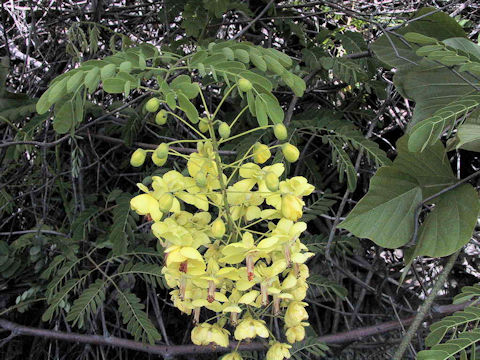 Caesalpinia decapetala var. japonica