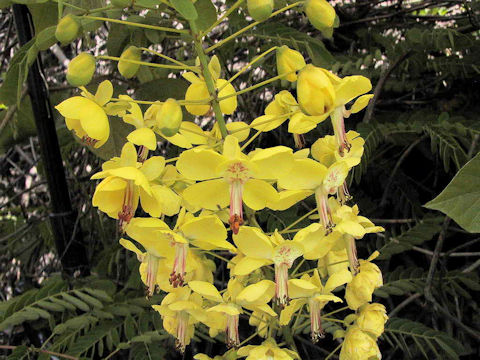 Caesalpinia decapetala var. japonica