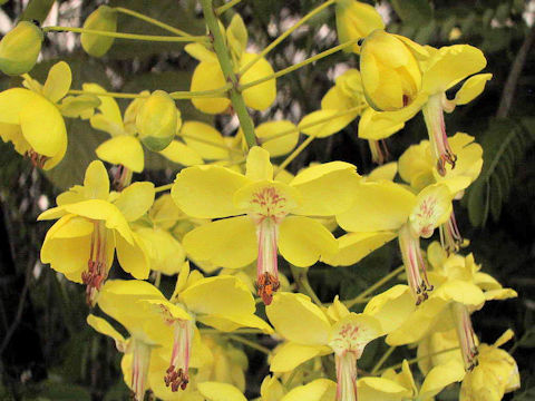 Caesalpinia decapetala var. japonica