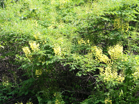 Caesalpinia decapetala var. japonica