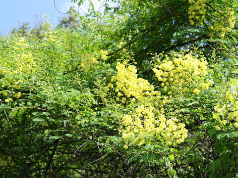 Caesalpinia decapetala var. japonica