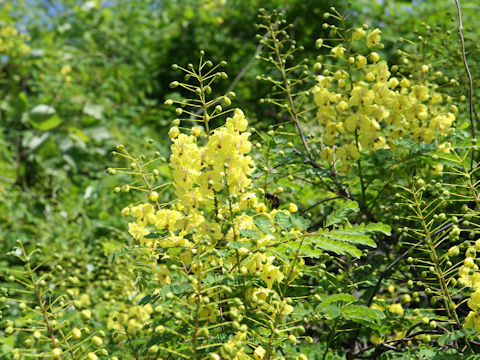 Caesalpinia decapetala var. japonica