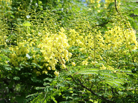 Caesalpinia decapetala var. japonica