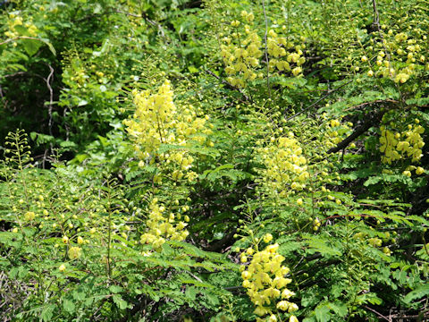 Caesalpinia decapetala var. japonica