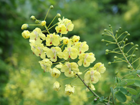 Caesalpinia decapetala var. japonica