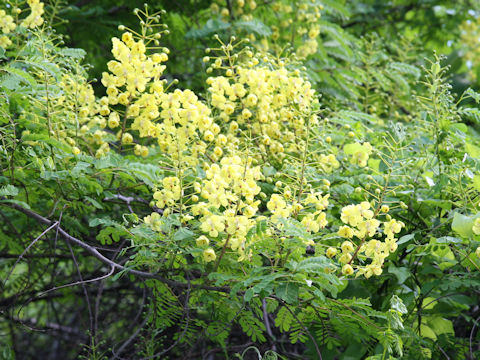 Caesalpinia decapetala var. japonica