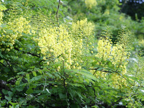 Caesalpinia decapetala var. japonica