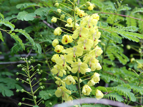 Caesalpinia decapetala var. japonica