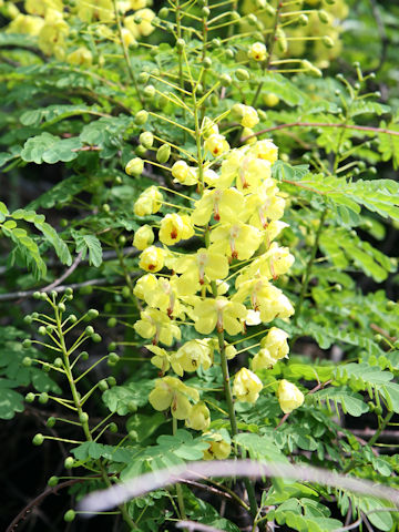 Caesalpinia decapetala var. japonica