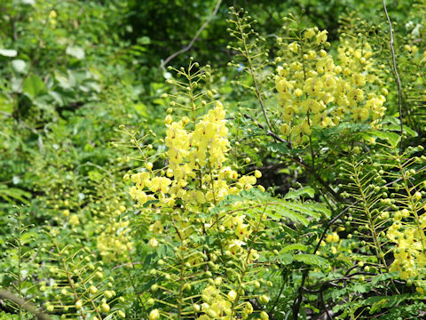 Caesalpinia decapetala var. japonica