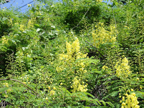 Caesalpinia decapetala var. japonica