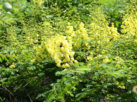 Caesalpinia decapetala var. japonica