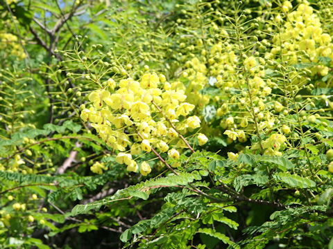 Caesalpinia decapetala var. japonica