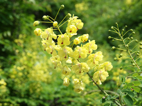 Caesalpinia decapetala var. japonica