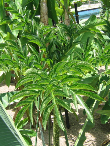 Amorphophallus oncophyllus