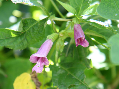 Chelonopsis moschata