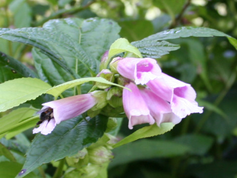 Chelonopsis moschata