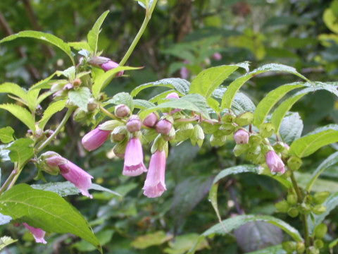 Chelonopsis moschata