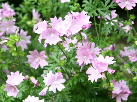 Malva moschata