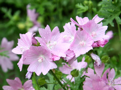 Malva moschata