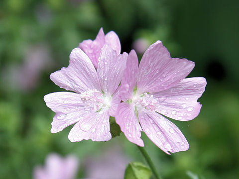 Malva moschata