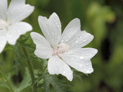 Malva moschata