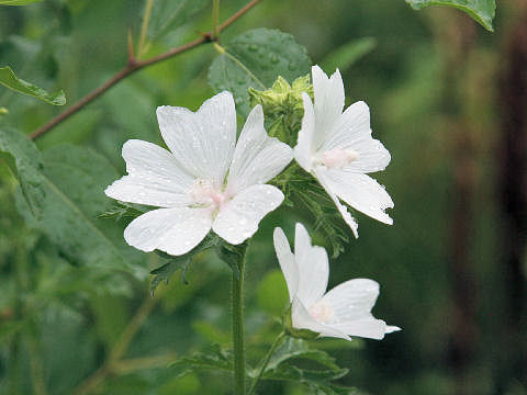 Malva moschata