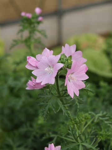 Malva moschata