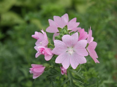 Malva moschata