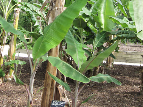 Musa acuminata cv. Jamaican Red