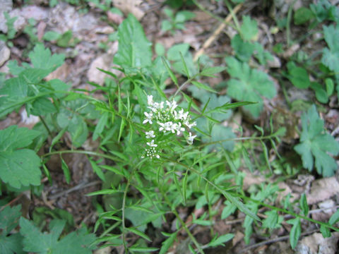 Cardamine impatiens