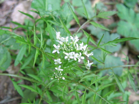 Cardamine impatiens